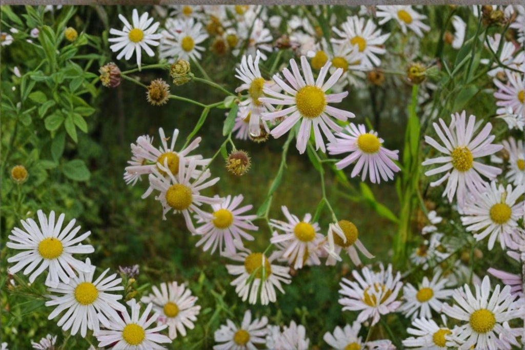 Boltonia decurrens/Decurrent False Aster – 500 Seeds | Rare Native Perennial | Late-Season Bloomer | Pollinator & Restoration Plant