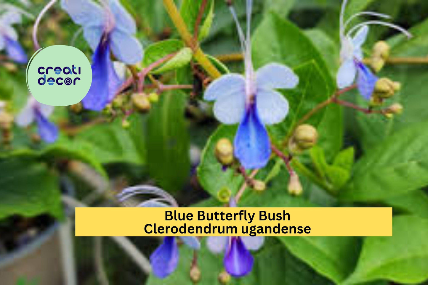 Blue Butterfly Bush – Clerodendrum ugandense Rooted Starter Plant, Exotic Perennial Shrub with Blue Orchid-Like Blooms for Garden or Patio