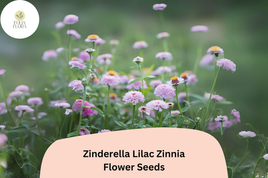 100+ Zinderella Lilac Zinnia Seeds – Unique Double Scabiosa-Type Blooms for Garden Planting, Borders & Cut Flowers