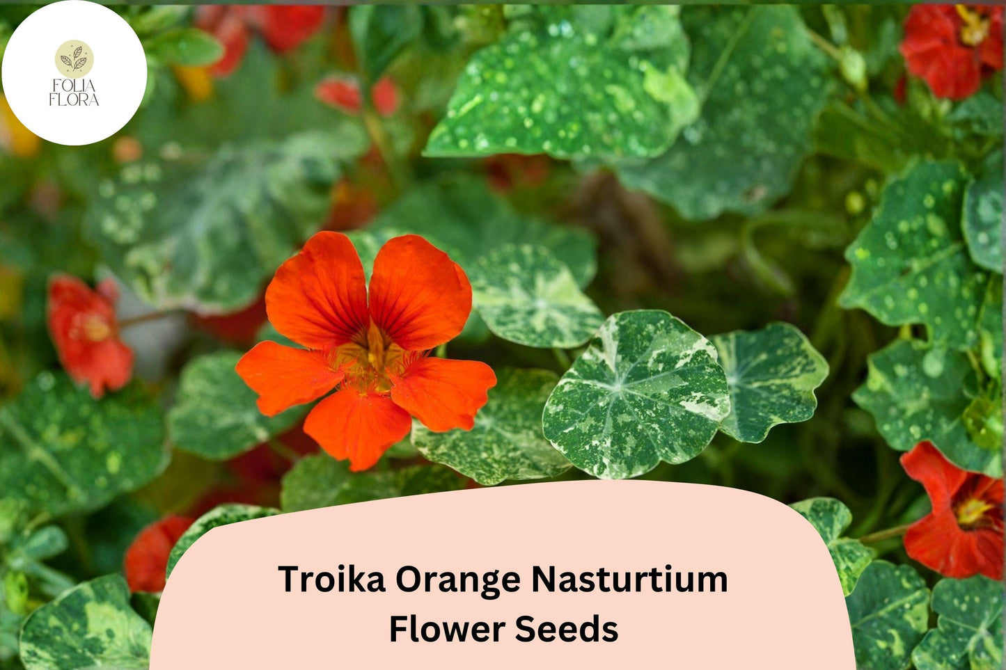 50+ Troika Orange Nasturtium Seeds | Tropaeolum majus | Bright Orange Blooms | Trailing Annual for Garden