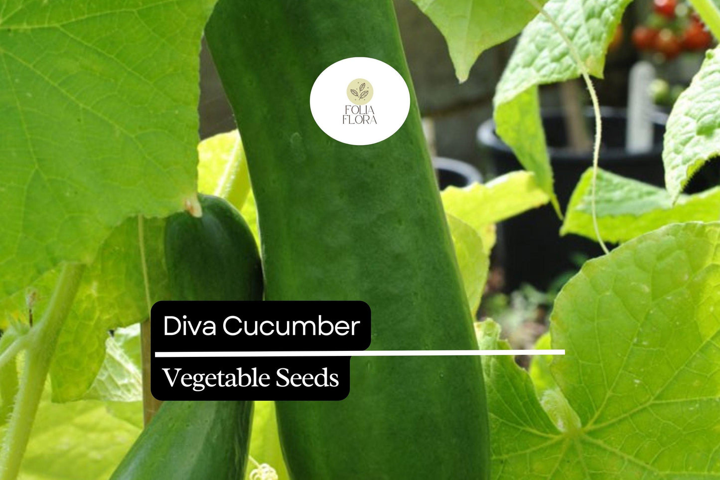 20 Seeds Diva Cucumber (Cucumis sativus) – Sweet, Crisp, and Burpless Variety