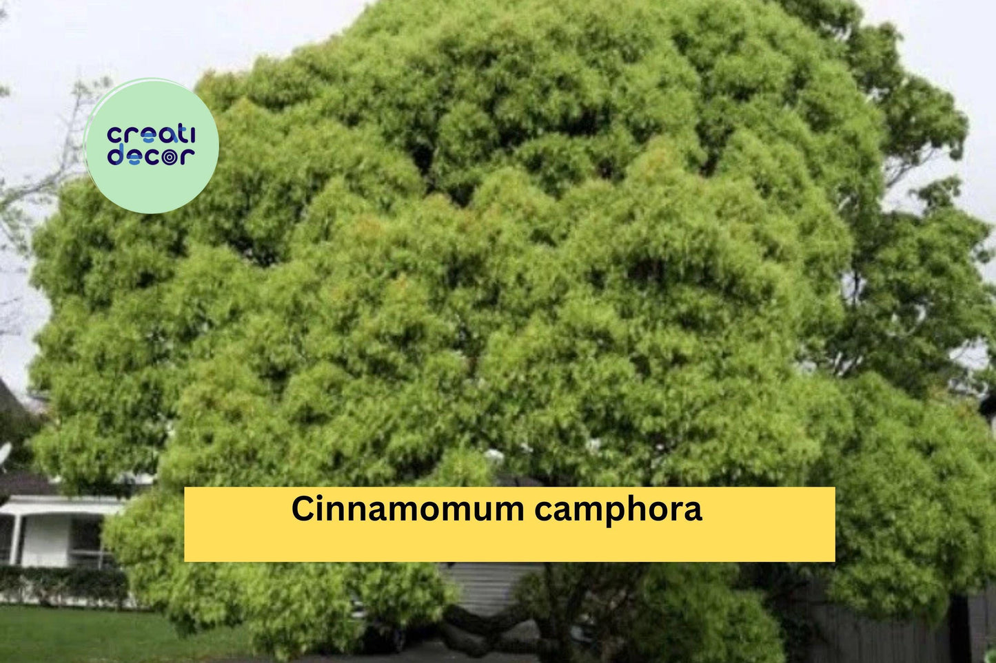 Lot of 2 Camphor Tree Seedlings | Cinnamomum camphora 8–10 Inch Live Well Rooted Trees for Planting | Ships Bare Root