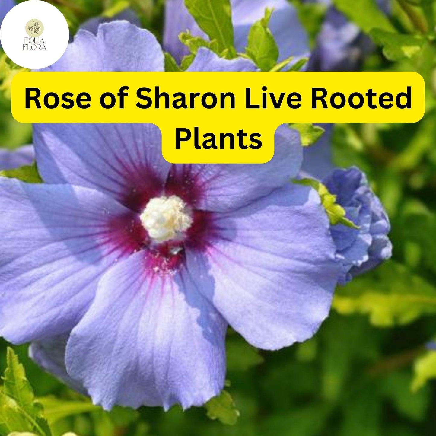 2 Rose of Sharon Hibiscus Organic Live Plant with Roots - Transplant Starter Bush