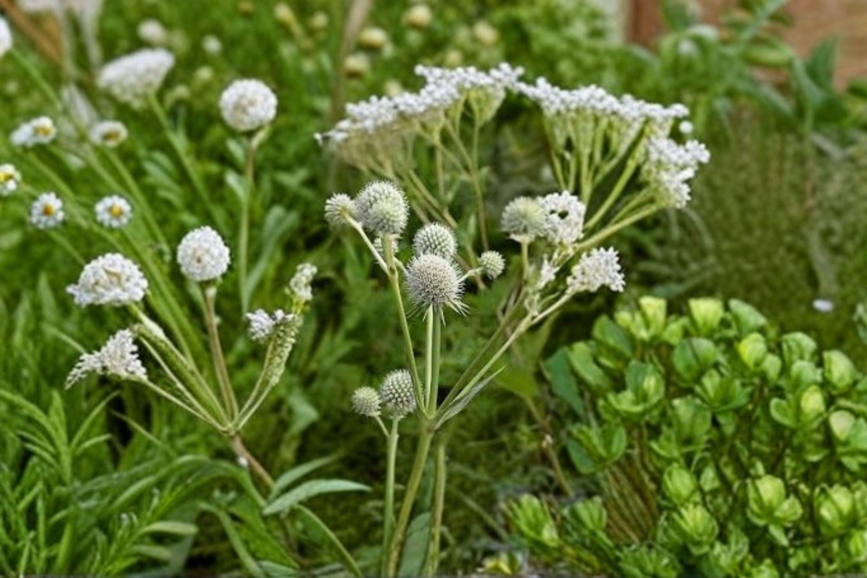 Eryngium yuccifolium – Rattlesnake Master 250 Seeds | Native Prairie Perennial | Unique Spiky Blooms | Pollinator Magnet