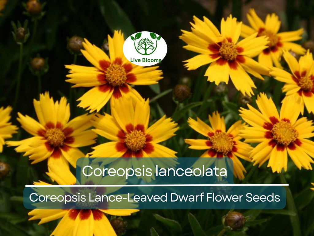50 Seeds Coreopsis Lance-Leaved Dwarf (Coreopsis lanceolata) - Yellow Wildflower for Planting, Pollinator-Friendly, Garden Blooms