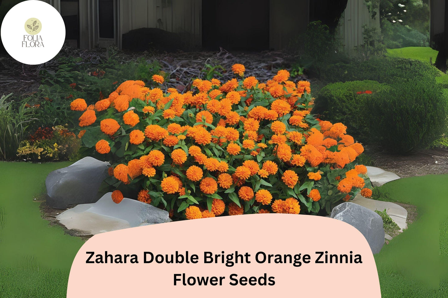 100+ Zahara Double Bright Orange Zinnia Seeds | Vibrant Annual Garden Flowers | Easy to Grow Pollinator-Friendly Blooms