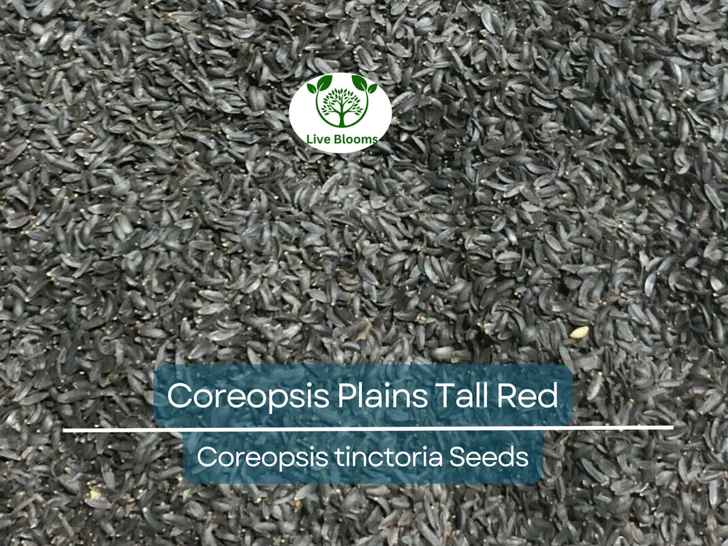 500 Seeds Coreopsis ‘Plains Tall Red’ – Coreopsis tinctoria – Non-GMO Heirloom Wildflower – Pollinator Favorite, Easy to Grow