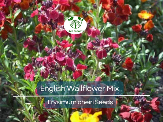 500 Seeds English Wallflower Mix, Fragrant Bi-Colored Perennial & Biennial, Bright Flowers for Garden Borders, Pollinators Containers