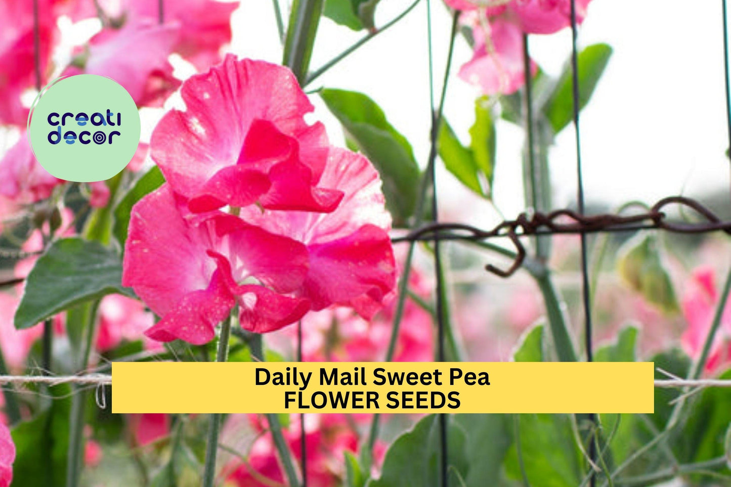 50+ Daily Mail Sweet Pea Seeds – Fragrant Rich Purple Blooms for Garden Planting, Climbing Vines for Trellises & Bouquets – USA