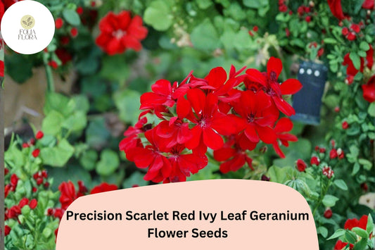 25+ Precision Scarlet Red Ivy Leaf Geranium Seeds | Trailing Red Geranium | Hanging Basket & Garden Flower
