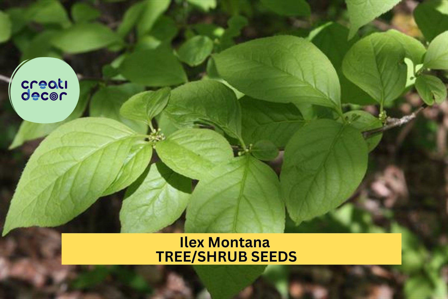 25 SEEDS Ilex montana Seeds – Mountain Holly Shrub for Woodland Gardens, Natural Hedges, or Native Landscaping Seeds for Planting