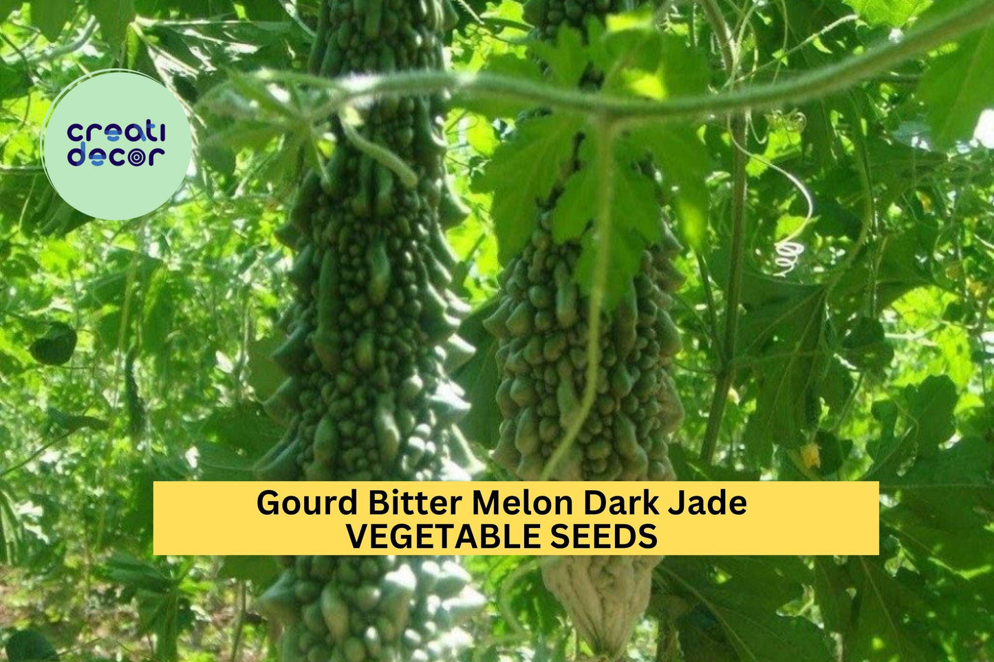 3pcs of 5 Seeds Bitter Melon Dark Jade Hybrid – High-Yield Gourd Variety for Summer Vegetable Gardens & Trellis Growing Seeds for Planting