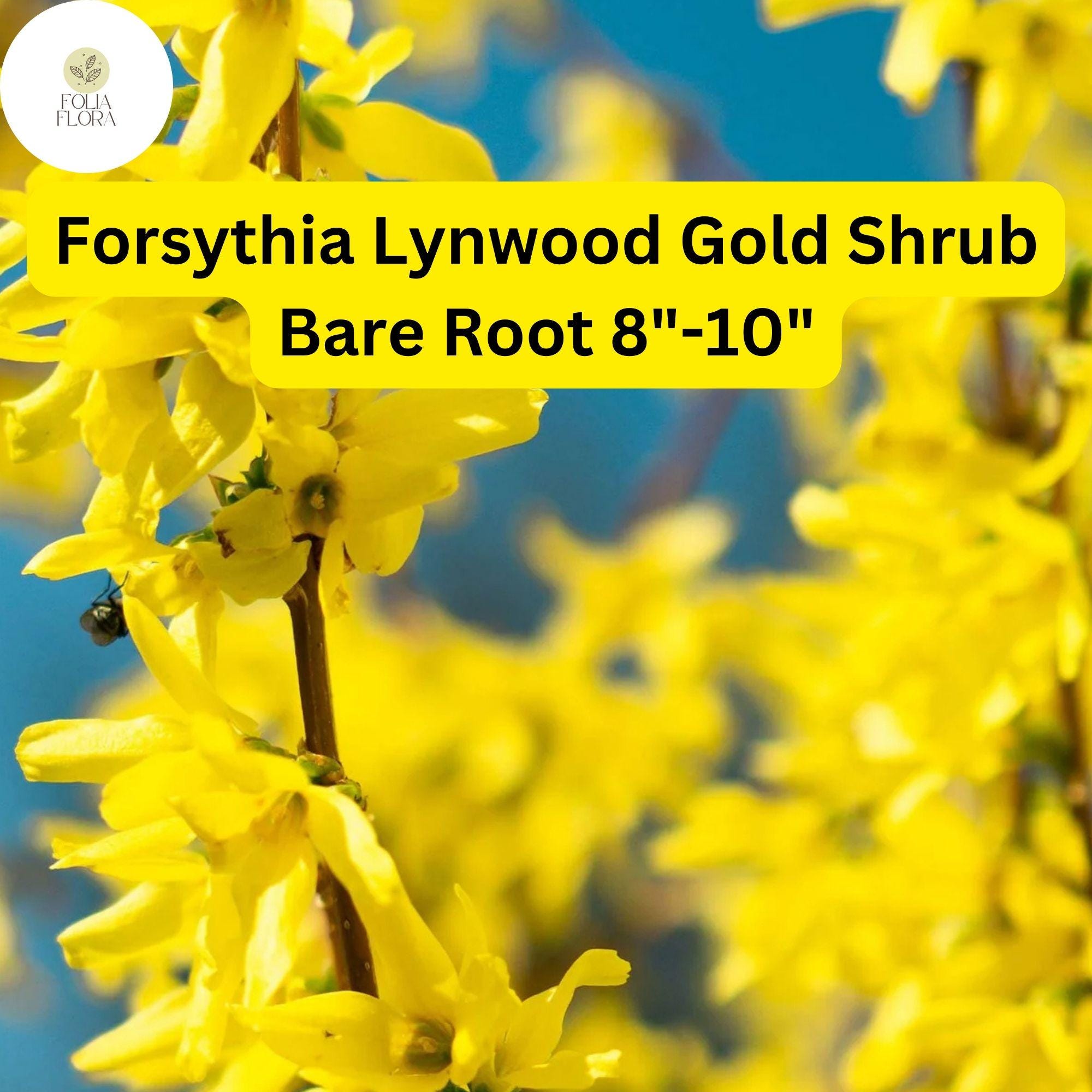 1 Forsythia x intermedia Lynwood Gold Shrub - Live Bare Root Plant 8"-10" for Zones 4-9