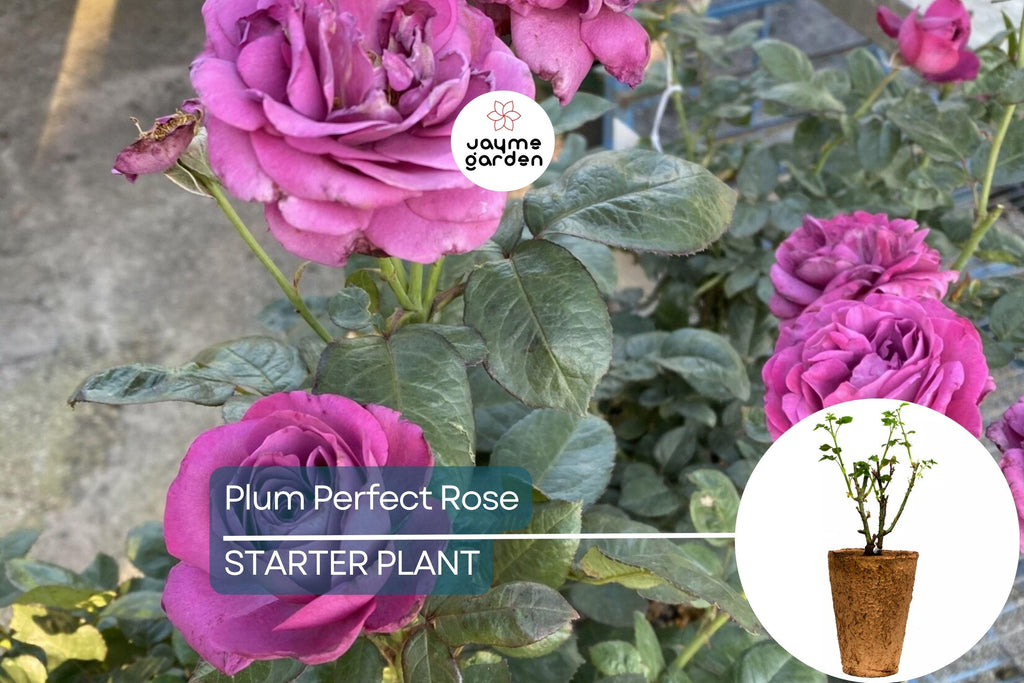 Plum Perfect™ Rose – 1.5 Gal Potted | Purple Double Blooms | Heat & Humidity Tolerant | Own-Root, Reblooming | Zones 5-10