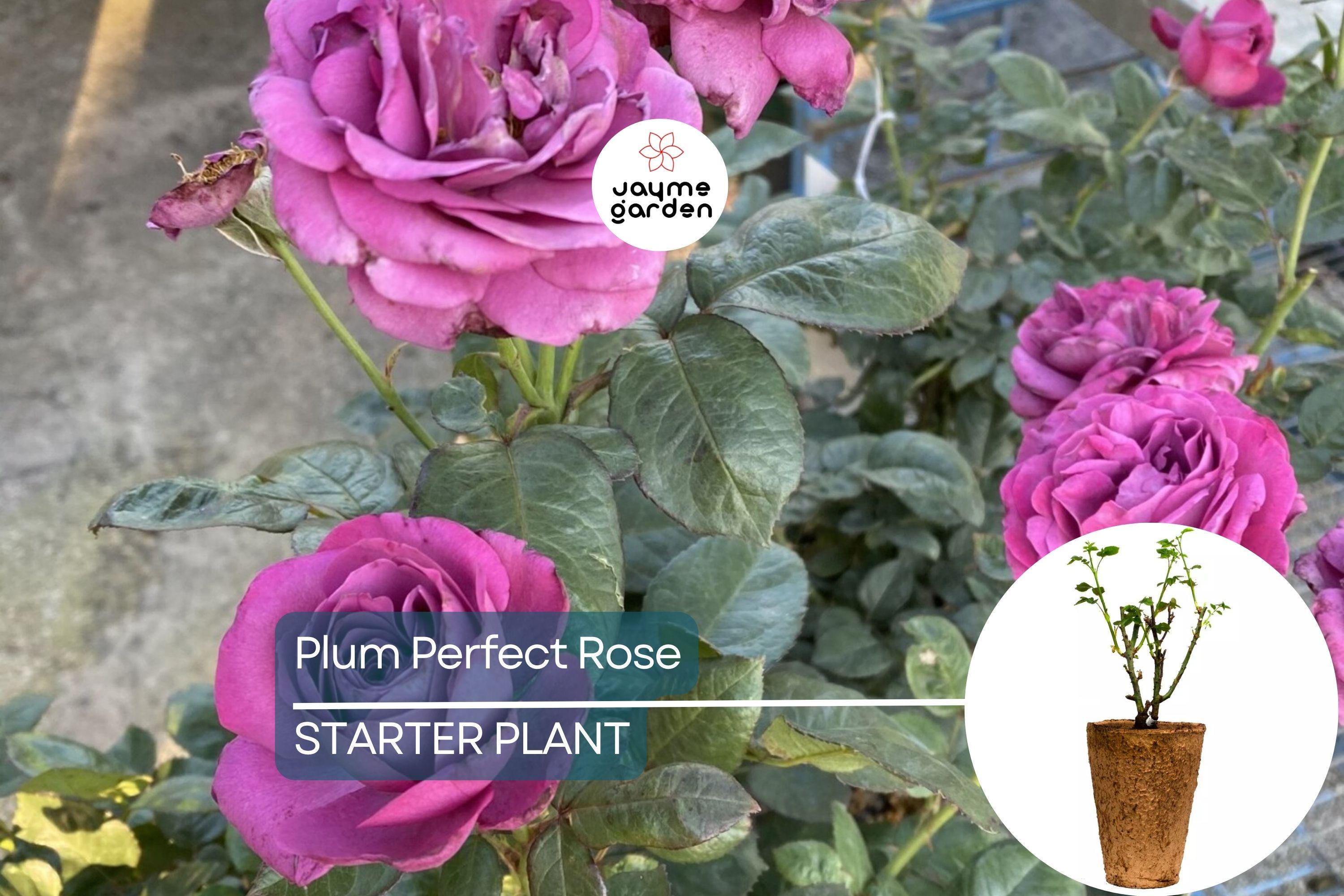Plum Perfect™ Rose – 1.5 Gal Potted | Purple Double Blooms | Heat & Humidity Tolerant | Own-Root, Reblooming | Zones 5-10