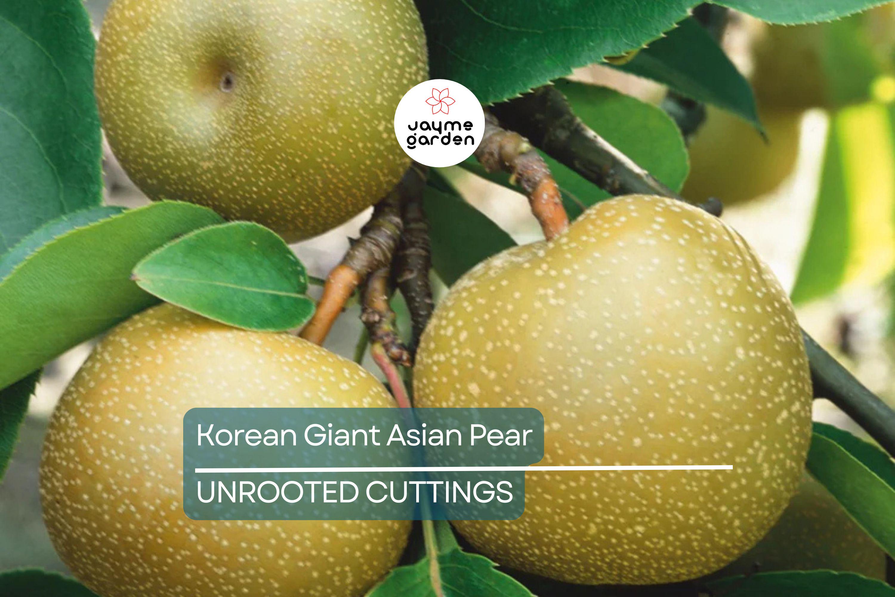 Korean Giant Asian Pear Scion - 3 Cuttings for Planting, Edible Fruit Tree
