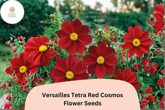 200+ Versailles Tetra Red Cosmos Seeds | Cosmos bipinnatus Bright Red Blooms | Tall Annual Garden Flower Seeds