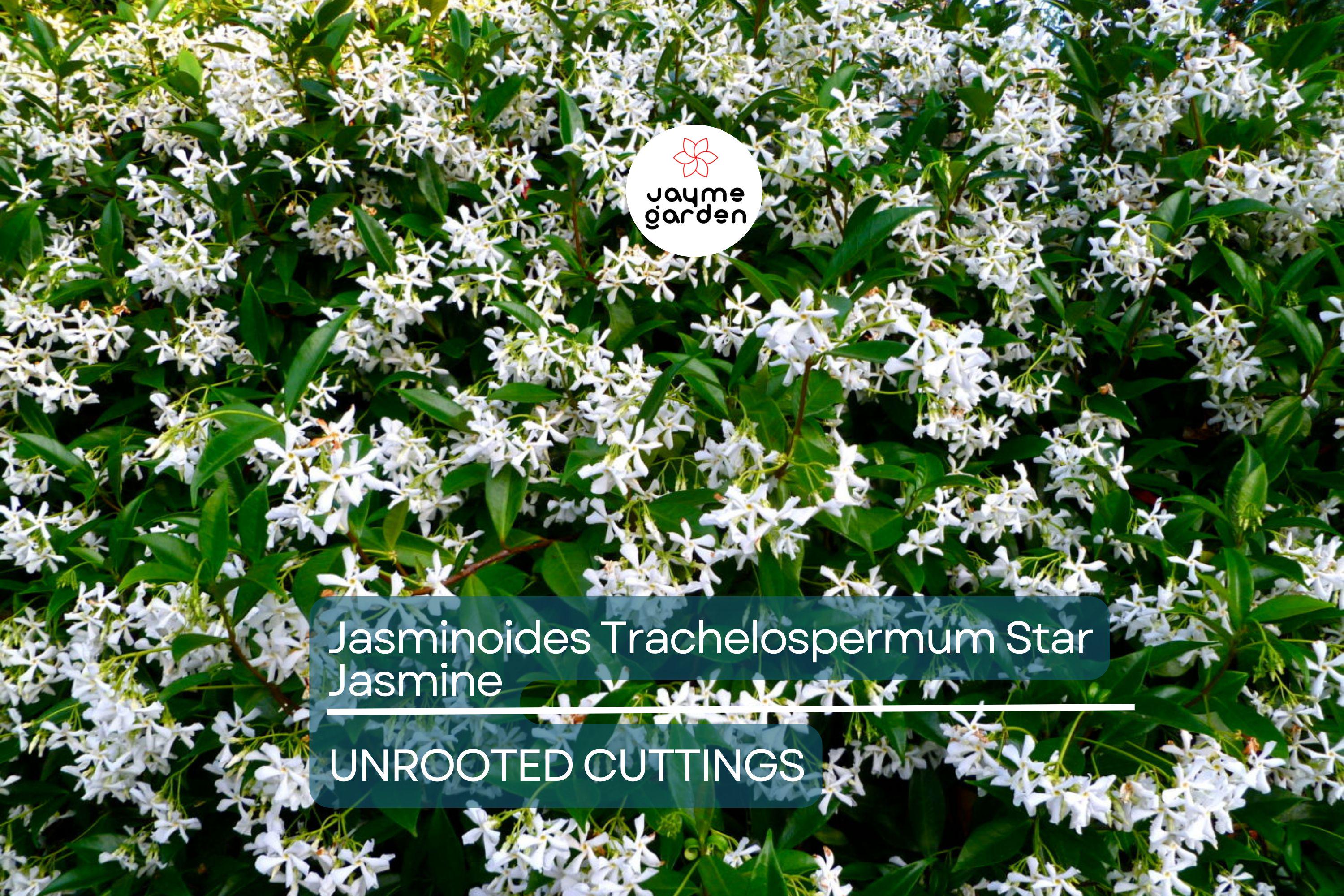 Star Jasmine Cuttings - 7 Live 6" Unrooted Cuttings, Fast-Growing, Fragrant White Blooms, USDA Zones 8-10