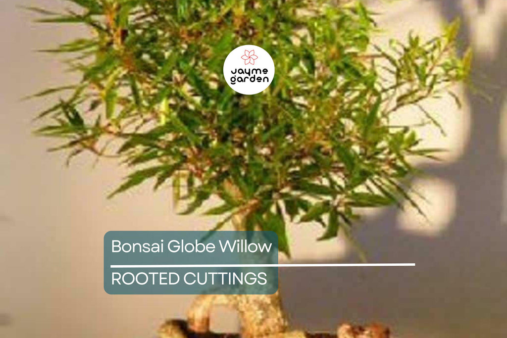 Bonsai Globe Willow Tree | Large Thick Trunk Cutting | Fast Growing | Bare Root | Unique Round Shape | Hardy Zones 3-10 | Easy to Grow