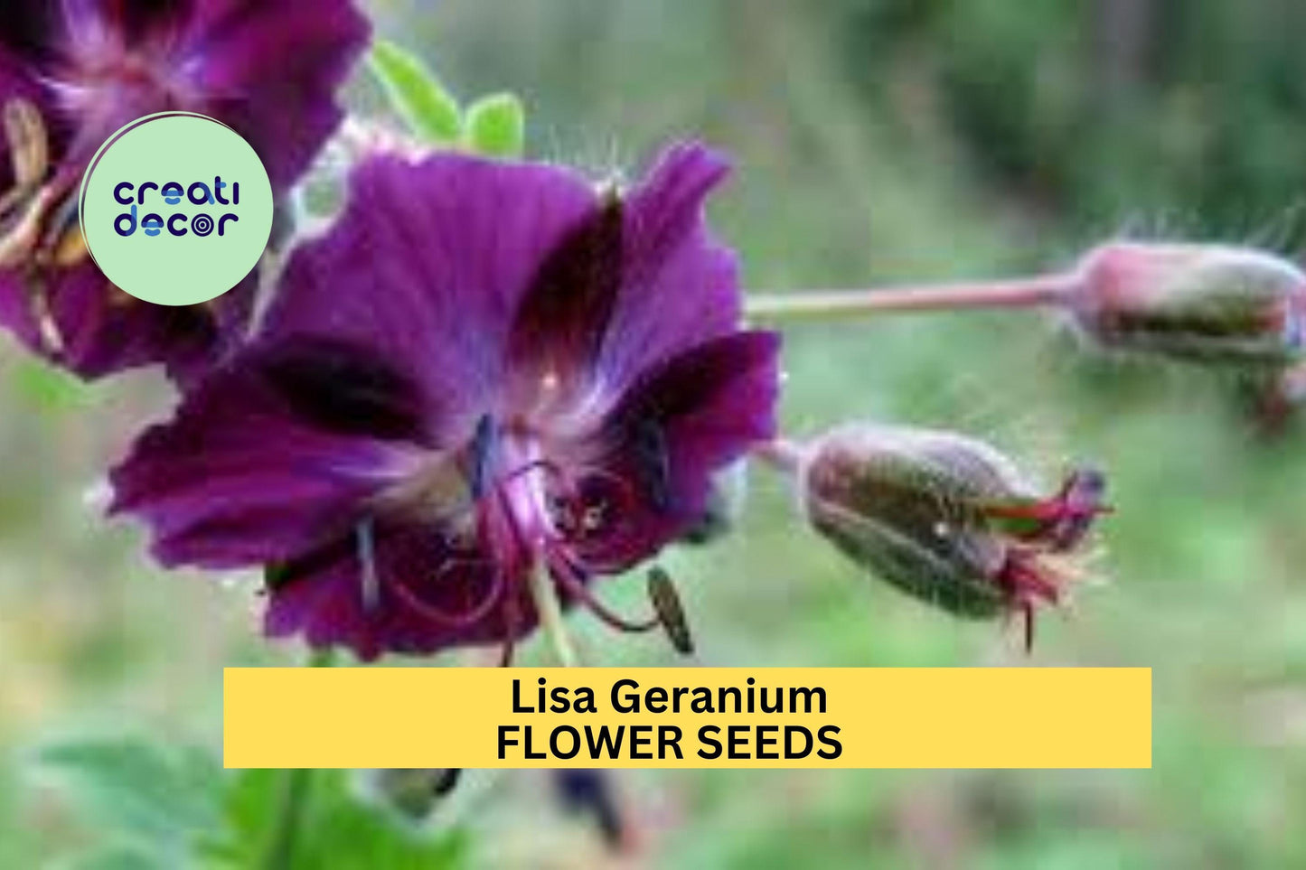 25+ Lisa Geranium Seeds – Bright Pink Compact Blooms for Garden Planting, Ideal for Borders, Beds & Containers – USA
