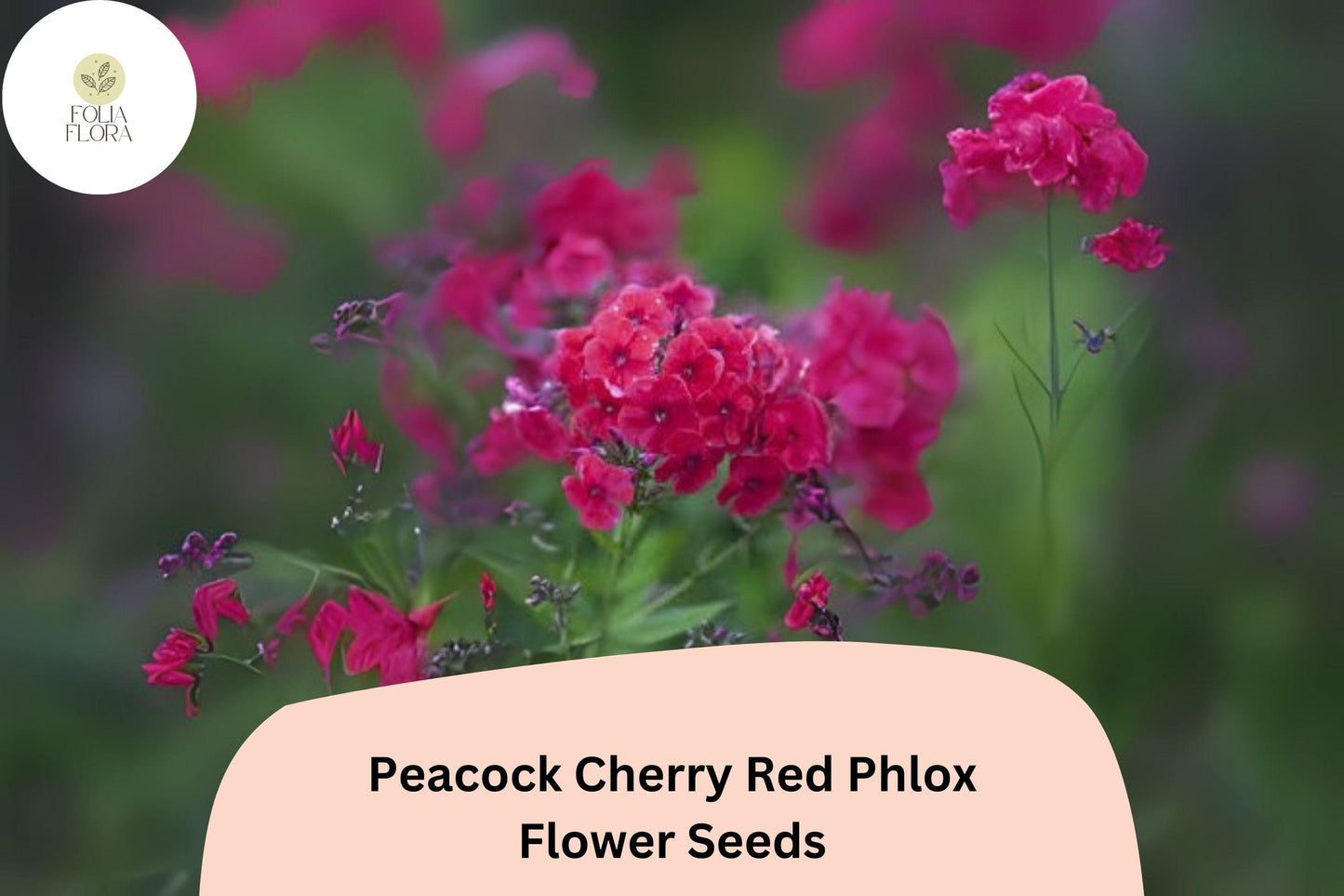100+ Peacock Cherry Red Phlox Seeds – Bright Red Garden Flowers, Phlox paniculata