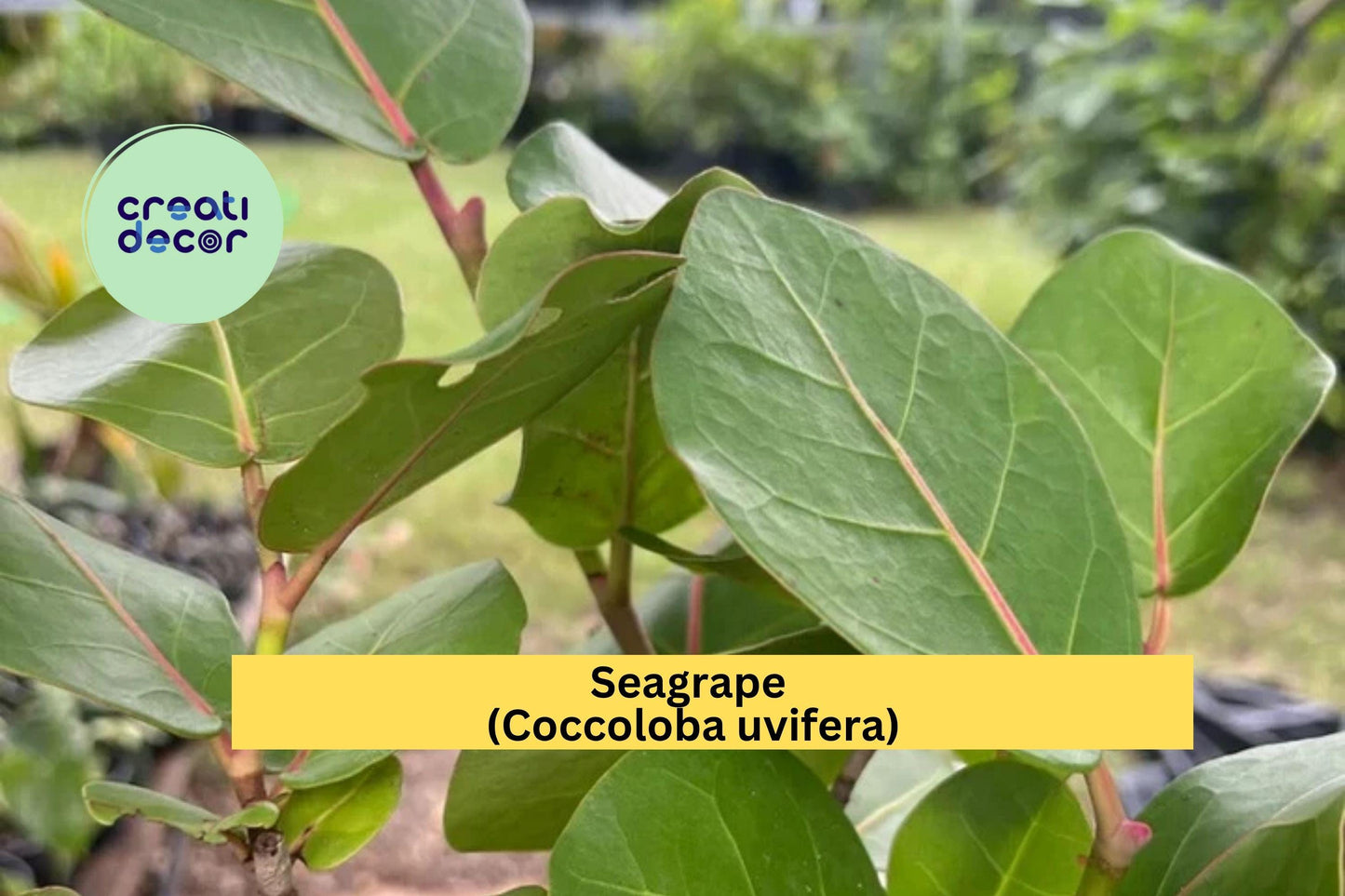 Seagrape (Coccoloba uvifera) – Live Tropical Plant in 6” Pot – Coastal Shrub or Small Tree with Round Green Leaves