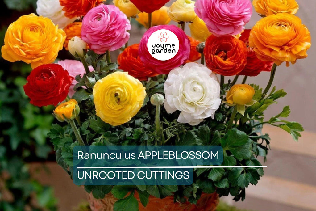 Ranunculus Appleblossom Mix Bulbs - 10 Pink, Red, White Flower Bulbs, Fast-Growing, Drought-Resistant, USDA Zones 8-11