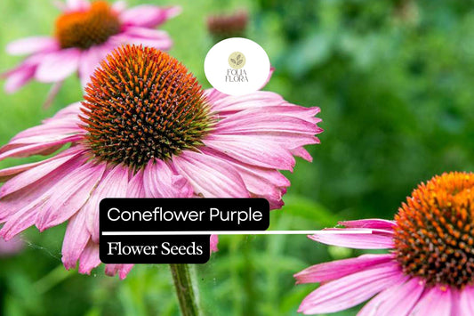 25 Seeds  Purple Coneflower (Echinacea purpurea) | Pollinator-Friendly | Drought-Tolerant Perennial, Vibrant Blooms