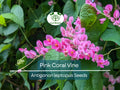 5 Pink Coral Vine Flower Seeds | Mexican Creeper (Antigonon leptopus) | Rare, Vining, Creeping Flowering Plant for Gardens