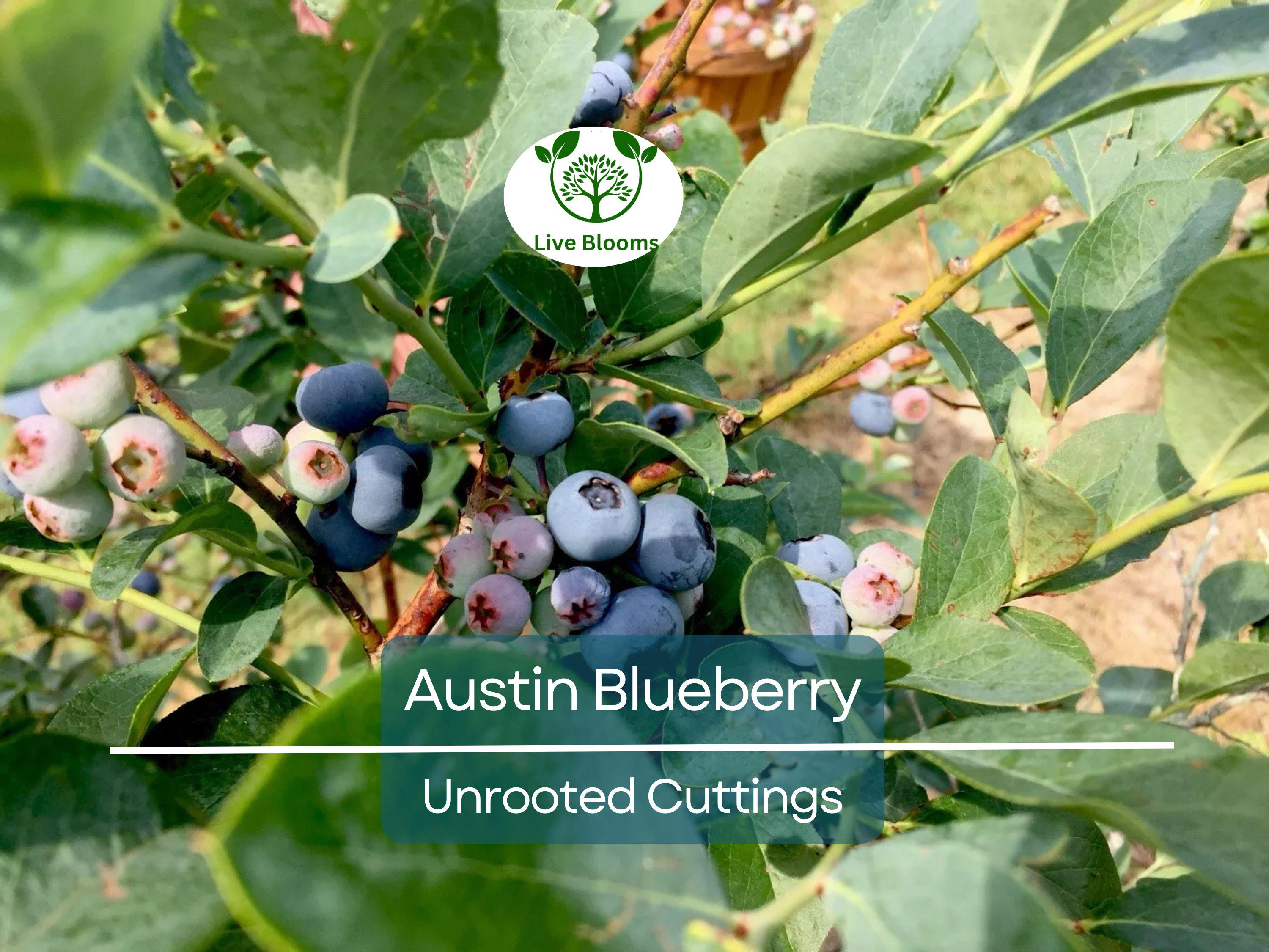 5 Austin Blueberry Live Cuttings 5-8" Unrooted Scion Fruit Tree, DIY Food Grow, Healthy Blueberry Plant for Home Garden, Homegrown Berries