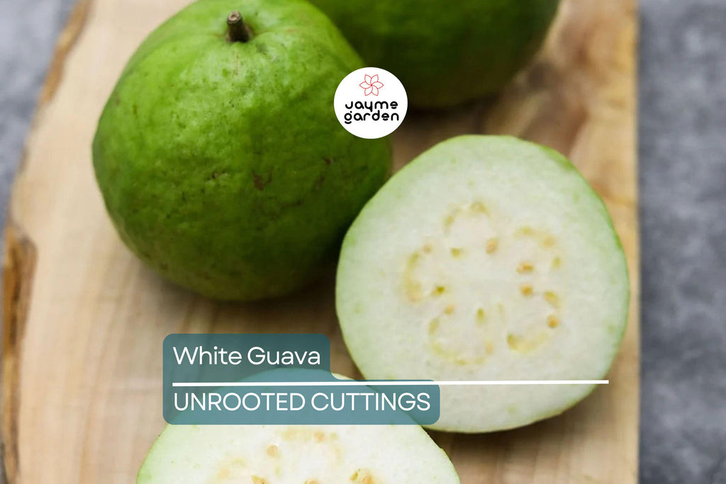 Guava Tree  – Live Tropical White Guava Fruit Tree – Ships in Pot – Ready to Plant