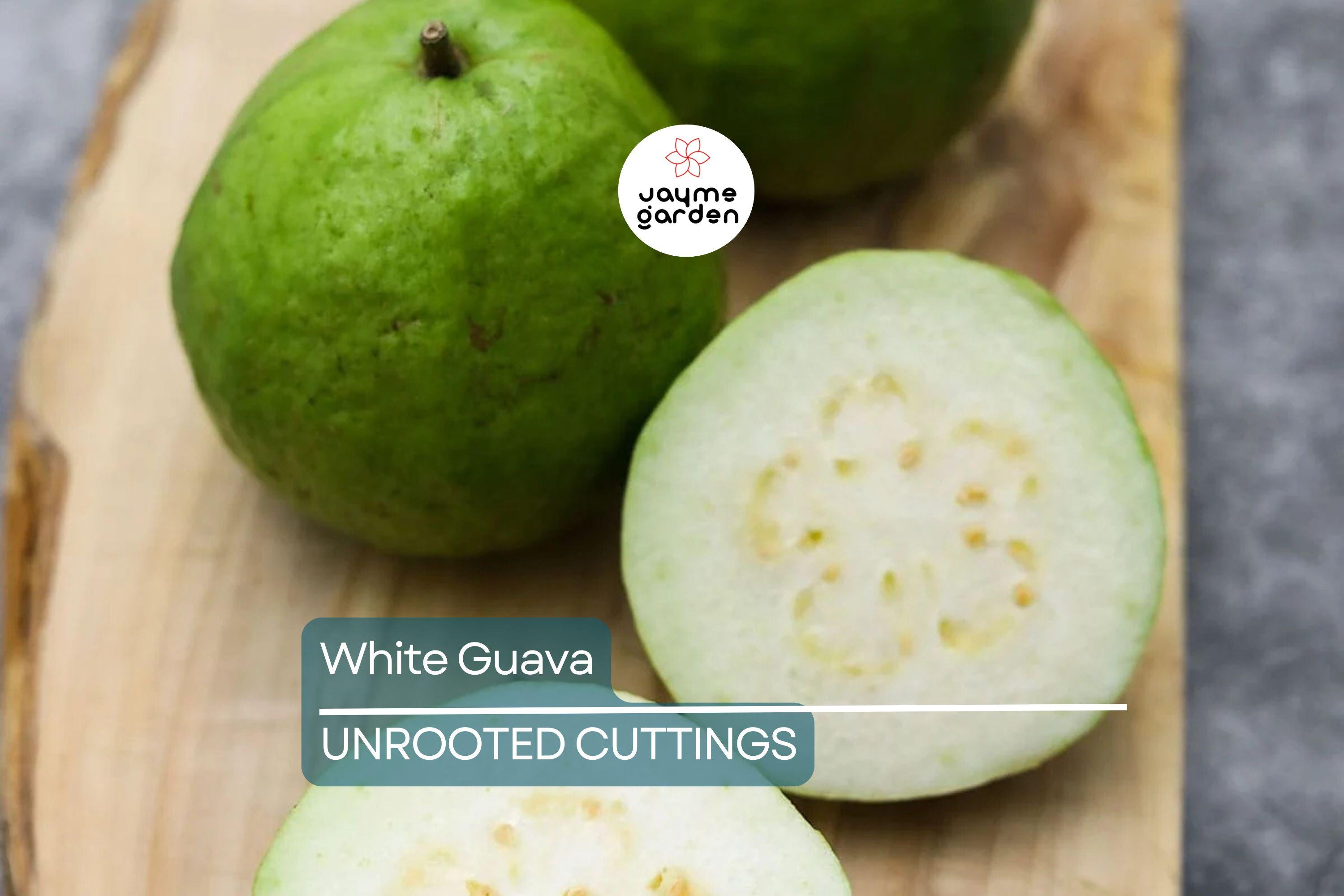 Guava Tree  – Live Tropical White Guava Fruit Tree – Ships in Pot – Ready to Plant