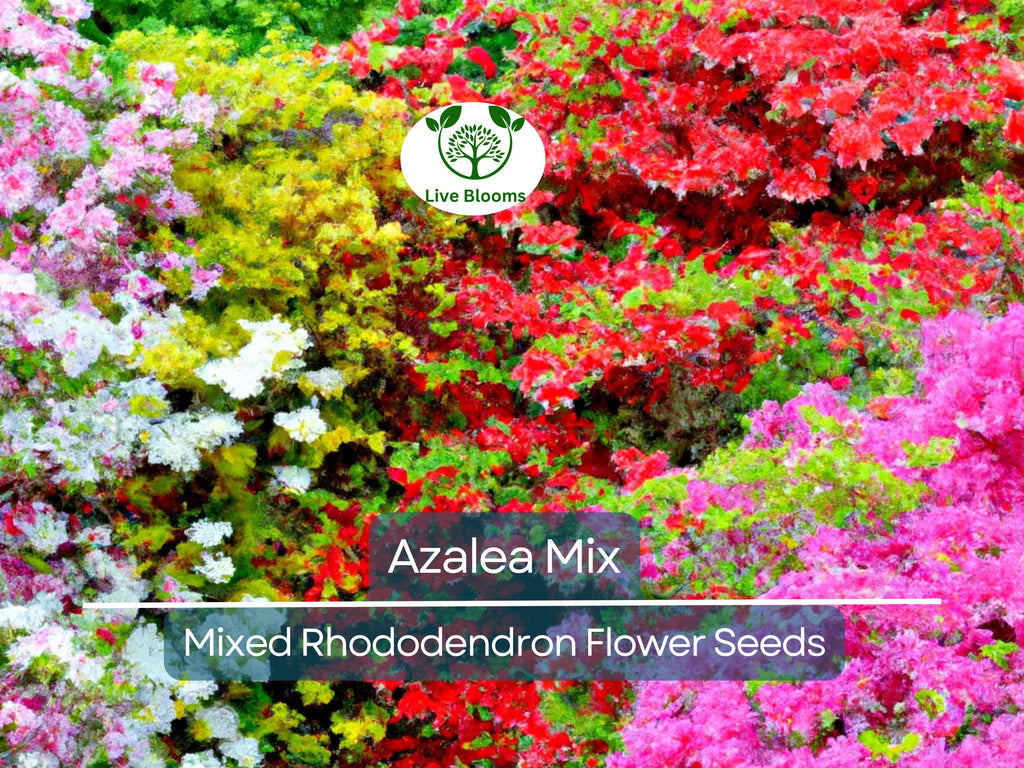 50 Azalea Seed Mix, Mixed Rhododendron Flower Colors, Colorful Shrub Bush, Hardy Perennial, for Gardens, Landscapes & Floral Arrangements