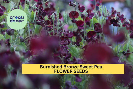 50+ Burnished Bronze Sweet Pea Seeds – Unique Copper-Toned Fragrant Blooms for Garden Planting, Climbing Vines for Trellises – USA