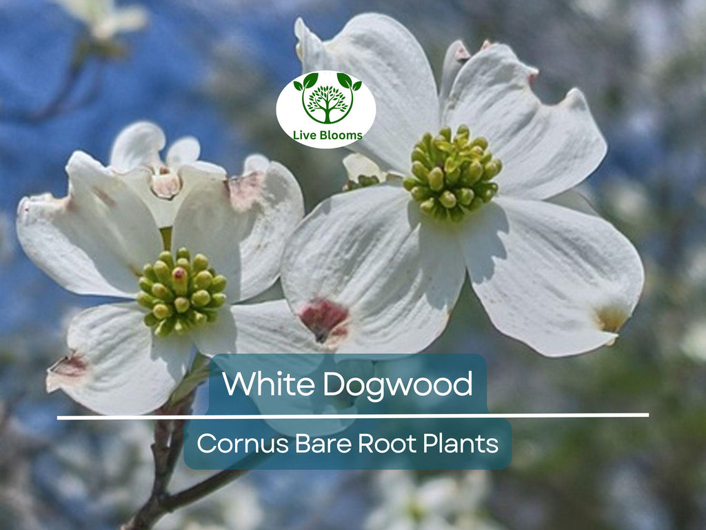 1 White Dogwood Tree – Cornus florida 12–24" Tall Bare Root Live Tree, Flowering Ornamental Tree for Landscape, Zones 5–9