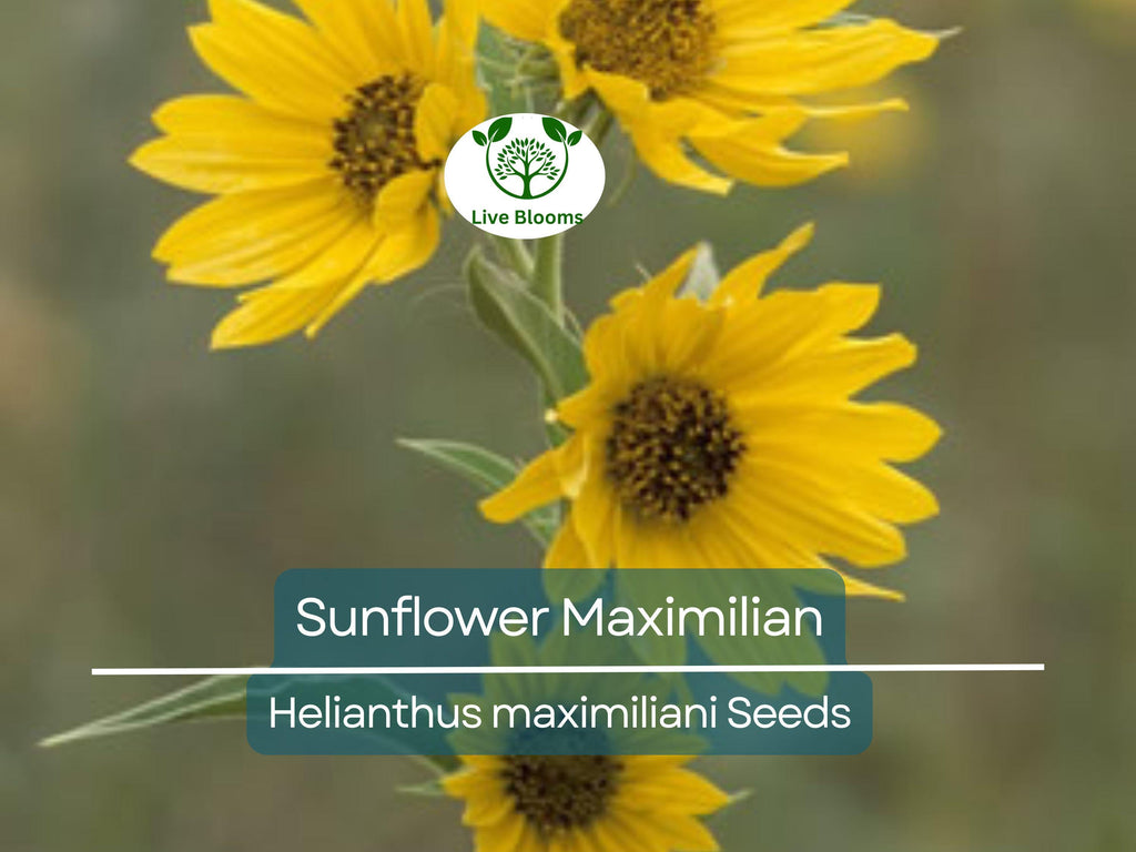 100 Seeds Sunflower Maximilian Perennial Flowers, Non-GMO, Attracts Butterflies & Finches, Helianthus maximiliani, Beautiful Garden Plant