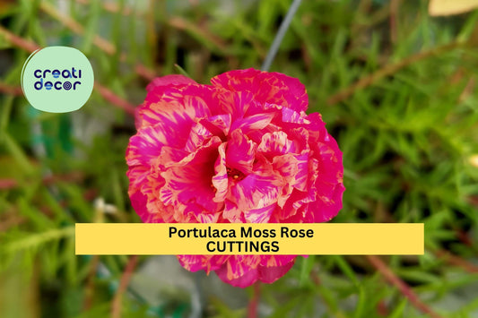 8 Pink Moss Rose Cuttings | Portulaca Grandiflora Starter Plants | Unrooted Succulent Cuttings | Summer Blooming Ground Cover