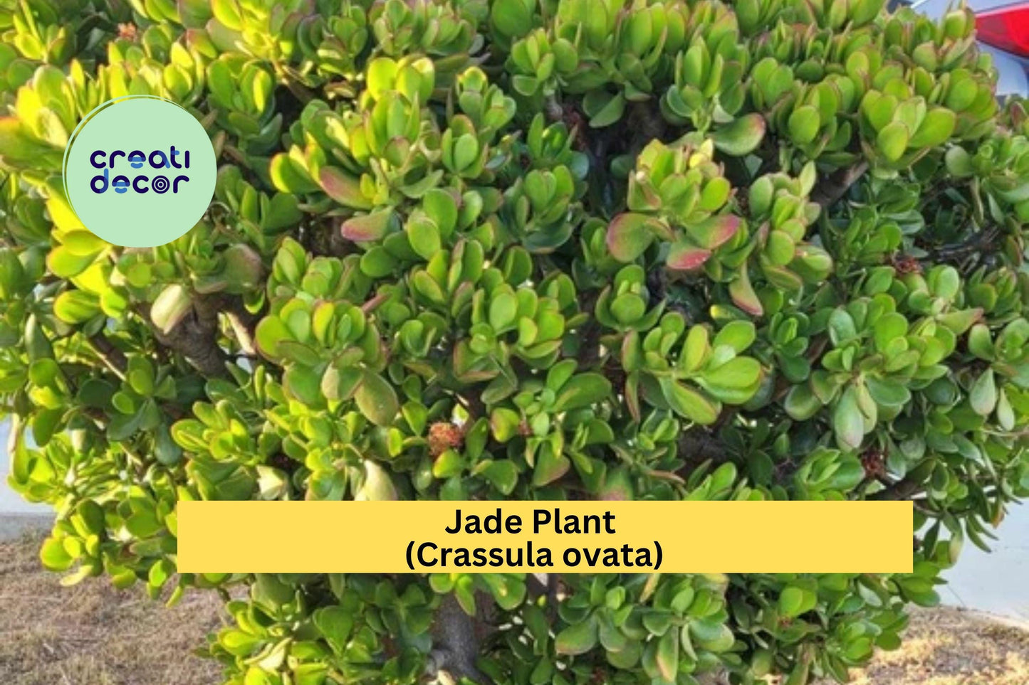 Jade Plant (Crassula ovata) – 4 Fresh Unrooted Cuttings – Easy to Propagate Succulent for Home, Office, or Gifts