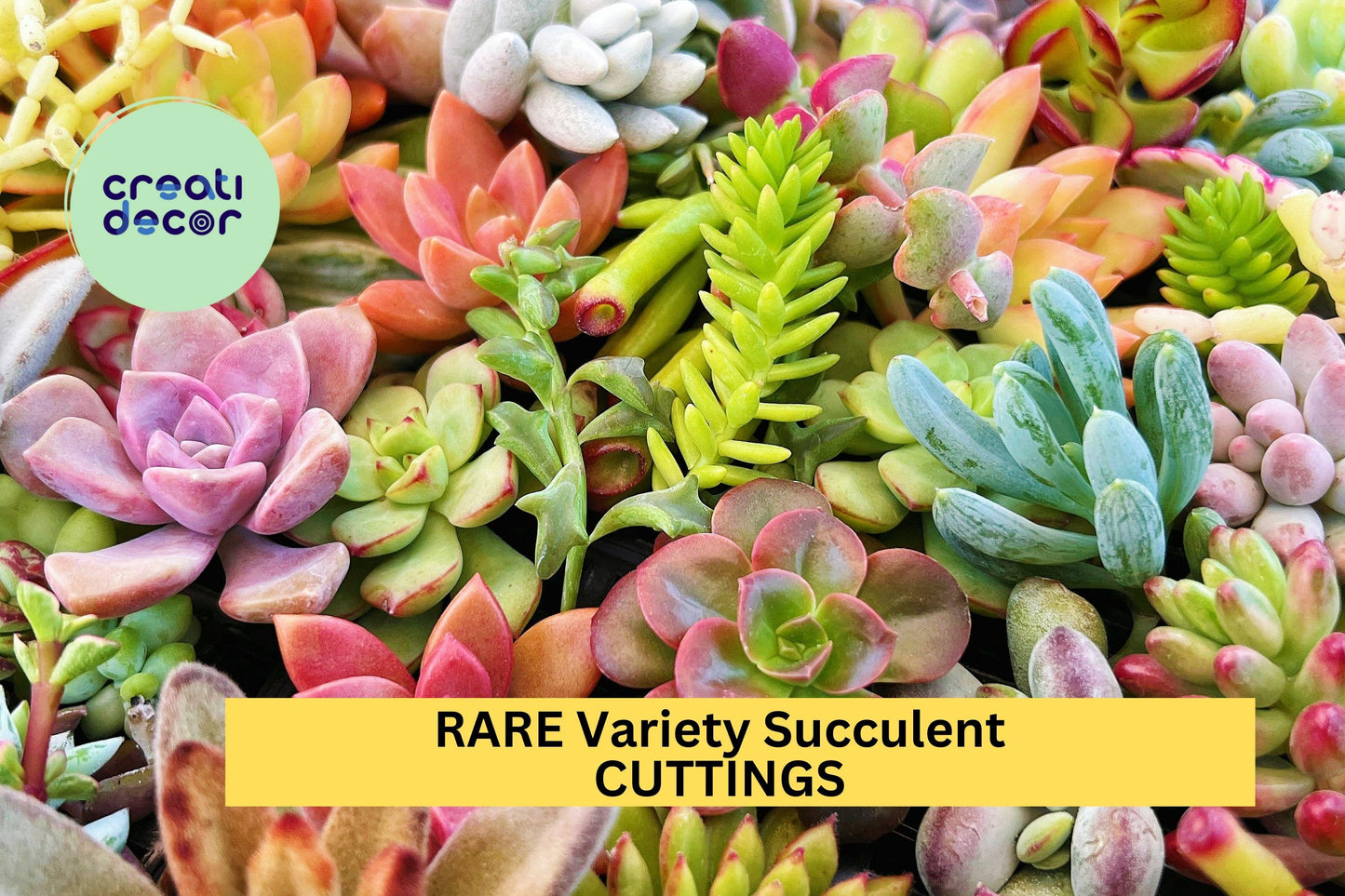 25 Rare Succulent Cuttings – Beautiful Mix of Unique Varieties for Containers, Gifts, or Garden Displays – Easy to Root – USA