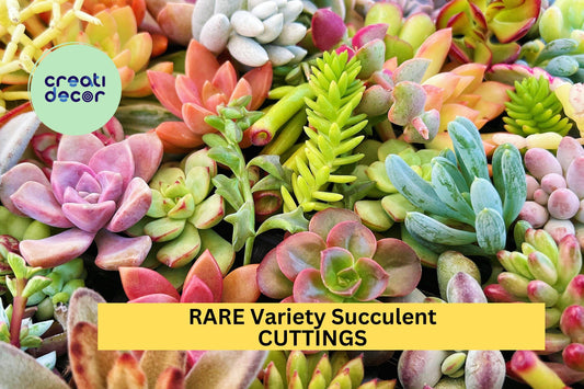 25 Rare Succulent Cuttings – Beautiful Mix of Unique Varieties for Containers, Gifts, or Garden Displays – Easy to Root – USA
