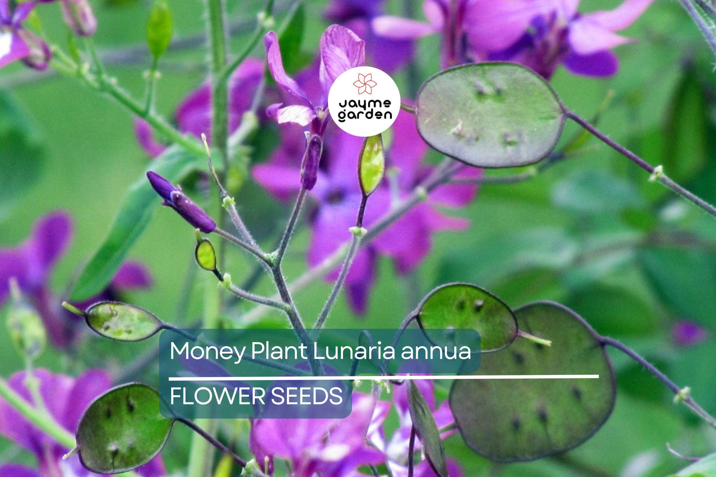 75 Money Plant Seeds (Lunaria annua) – Honesty Flower, Silver Dollar Plant, Easy to Grow, Unique Seedpods, Free Shipping!