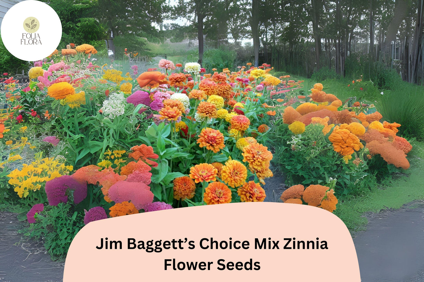 100+ Jim Baggett’s Choice Mix Zinnia Seeds – Tall Colorful Blooms for Cutting & Summer Gardens