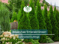 10 Arborvitae Emerald Green Cuttings, Thuja Emerald, Unrooted Shrub 10-15 cm Long - Hardy, Fast-Growing Evergreen for Privacy & Landscaping