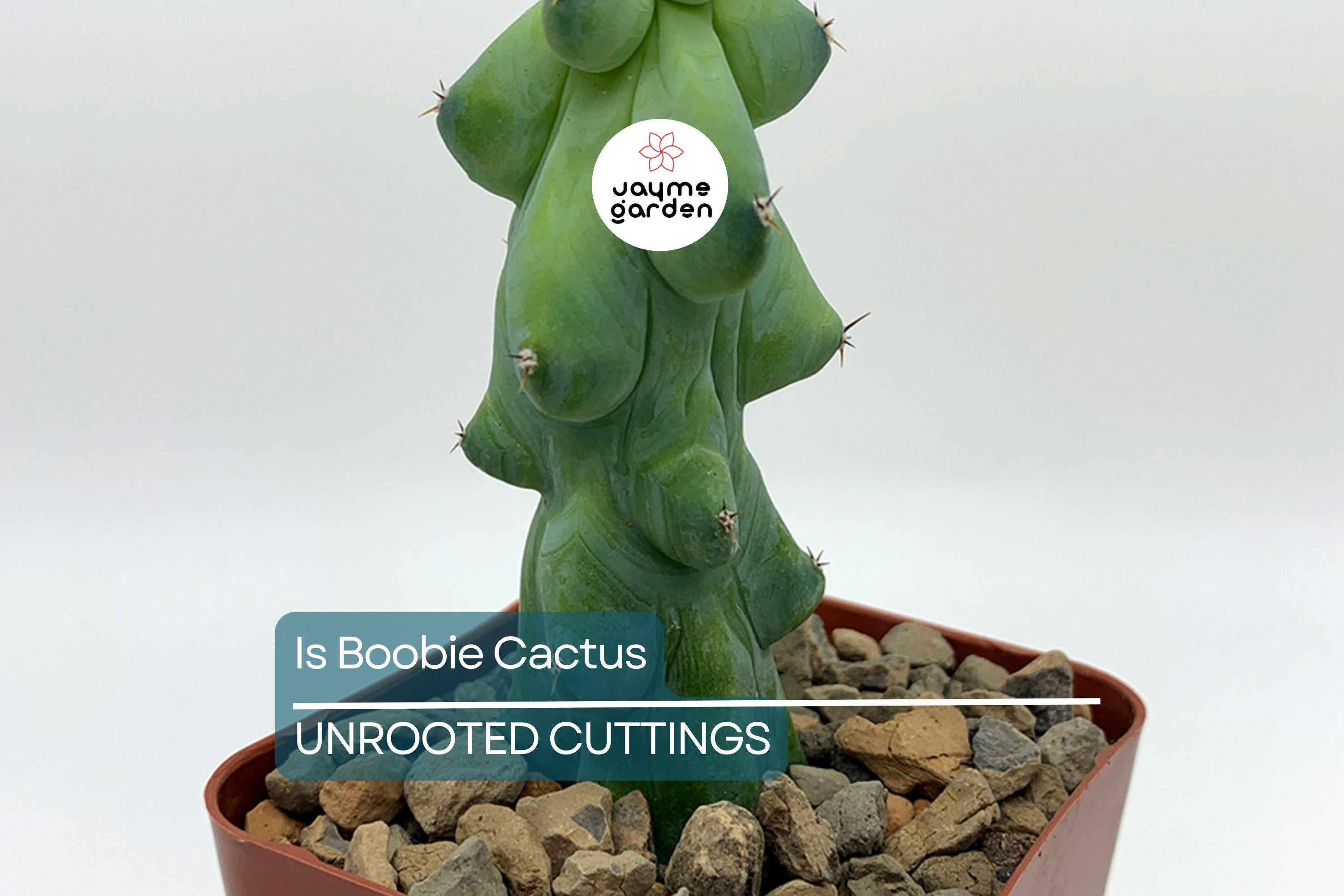 3" Ish Boobie Cactus Starter Plant - Unique Live Cactus Cutting - Add Heatpack/Insulation for Cold Weather
