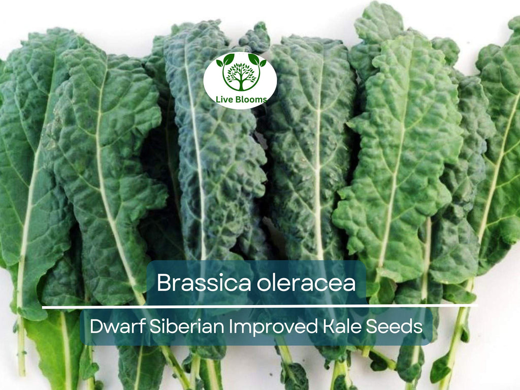 250 Kale Dwarf Siberian Improved Seeds – Brassica oleracea – Nutrient-Rich Greens for Planting, Easy to Grow, Perfect for Cooking & Salads
