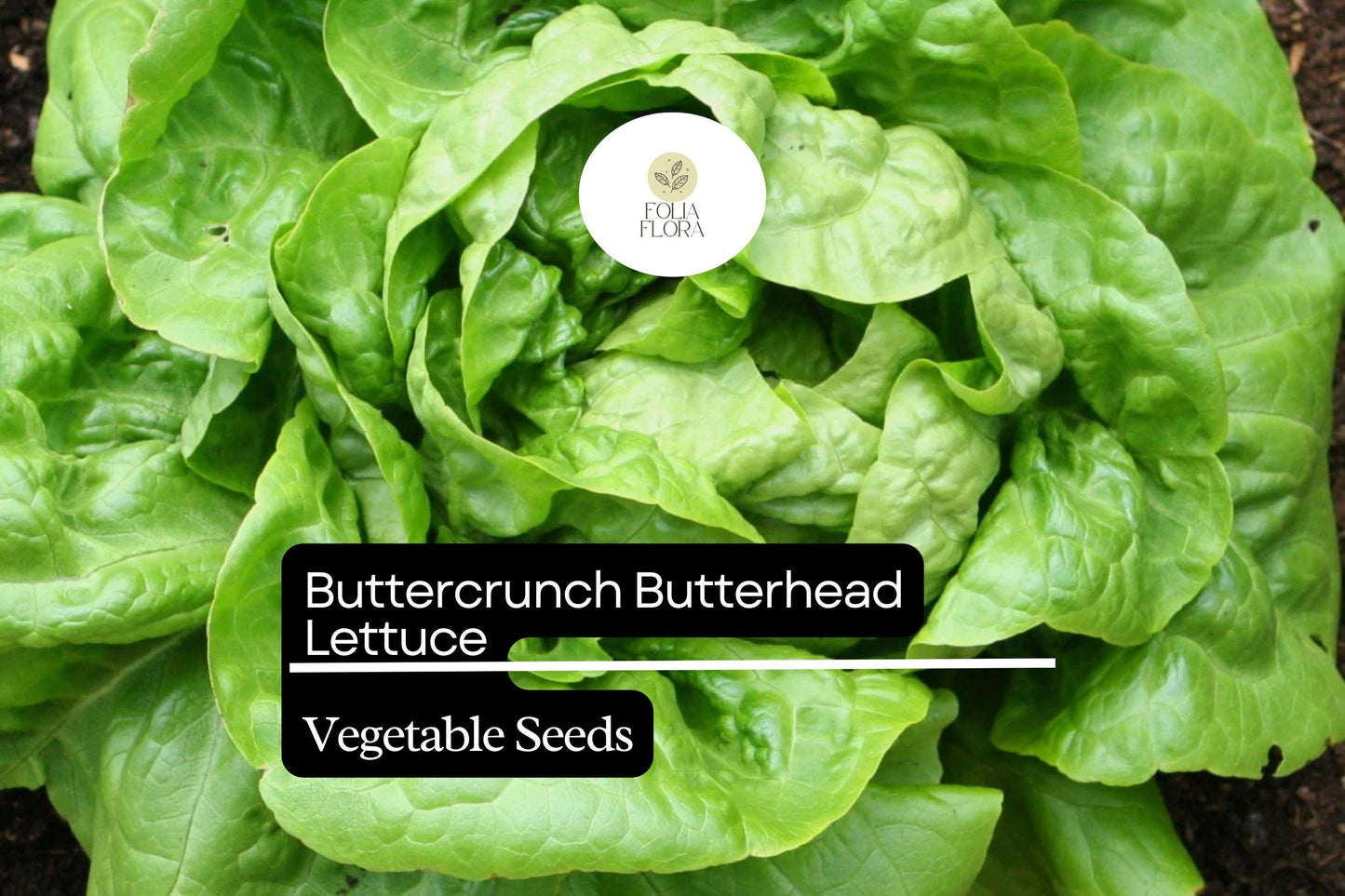 1000 Buttercrunch Lettuce Seeds – Lactuca sativa – Heirloom, Sweet & Buttery, Heat-Tolerant, Perfect for Salads