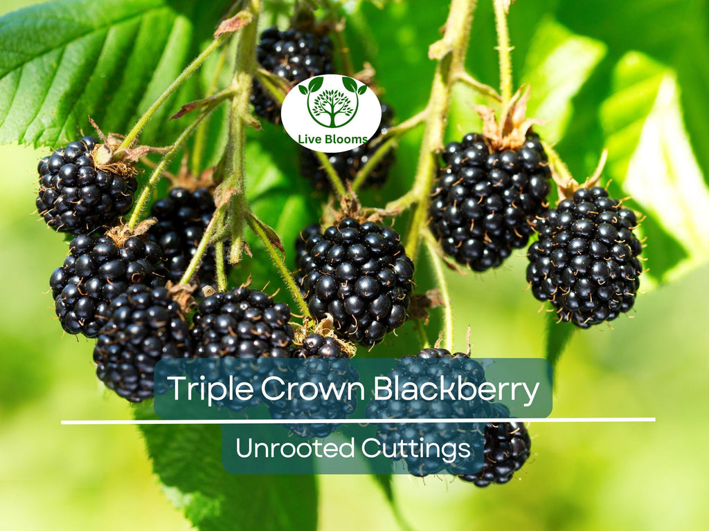 5 TRIPLE CROWN BLACKBERRY Scion Cuttings (Rubus fruticosus) for Rooting or Grafting, 8-10", Heirloom, Sweet Blackberry Bush