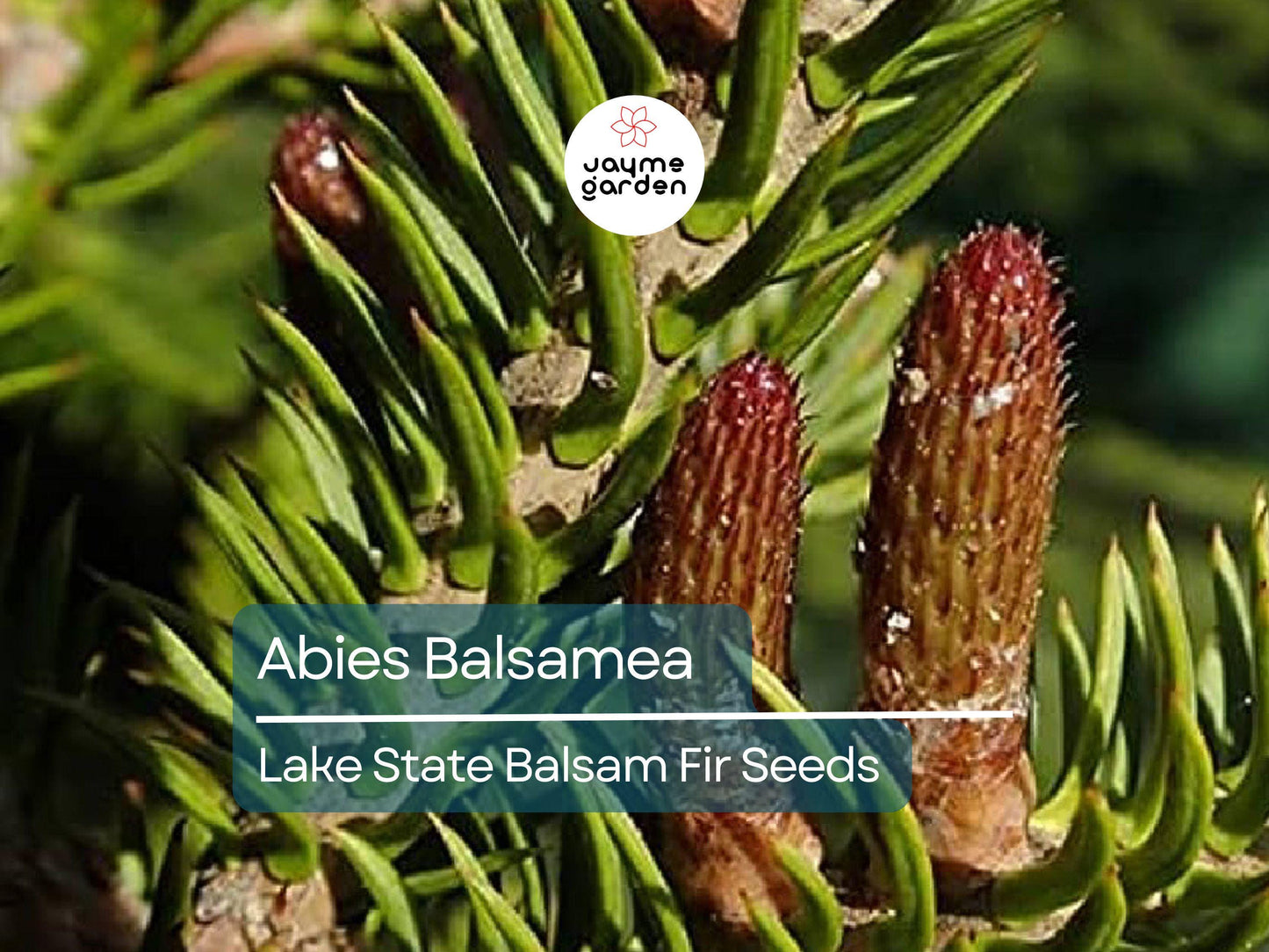30 Seeds Abies Balsamea | Lake State Balsam Fir Seeds for Planting | Hardy Evergreen Tree | Fragrant Needles | Native Christmas Tree