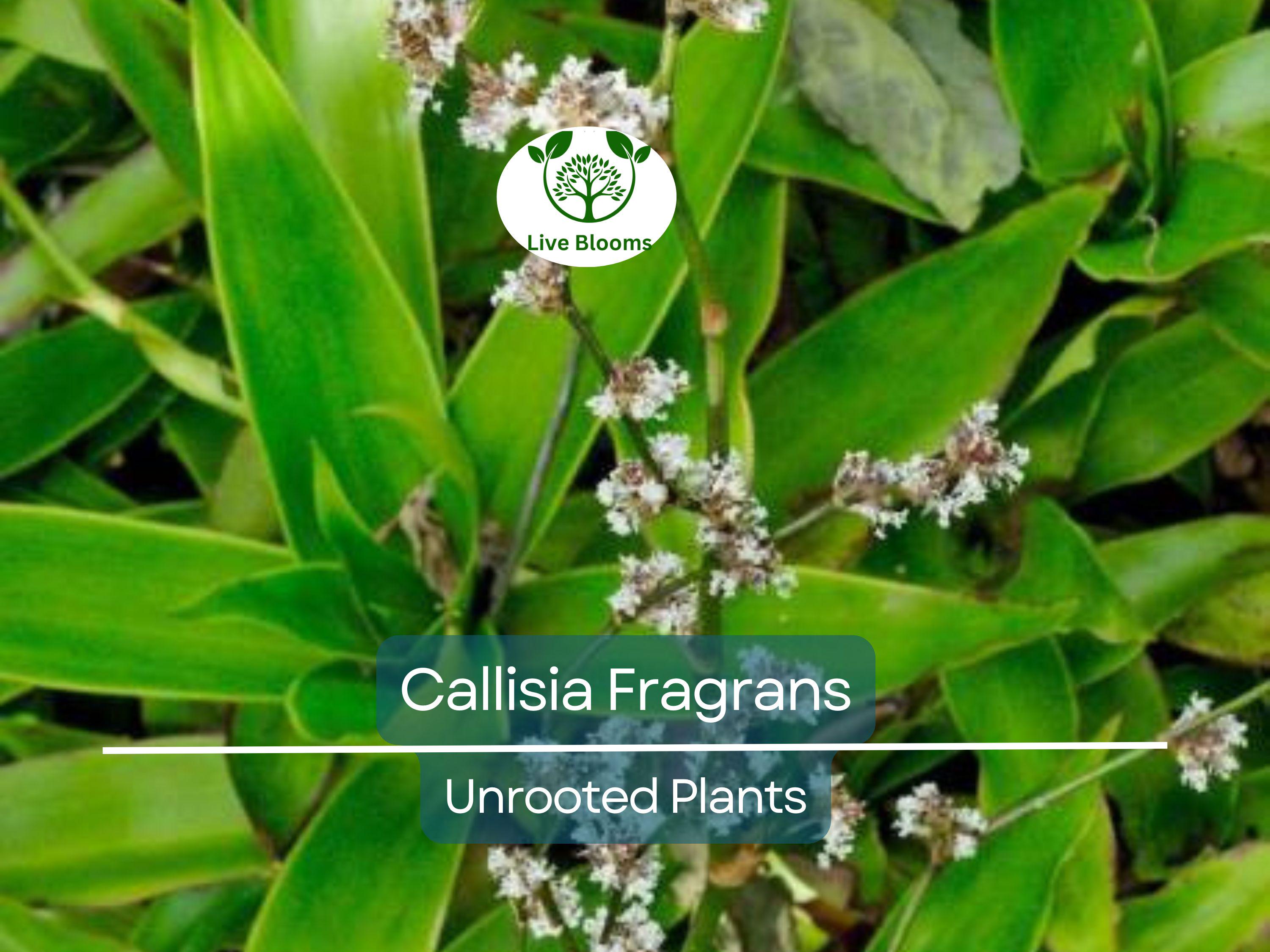 2 Callisia Fragrans / Home Ginseng Unrooted Plants - Unique Indoor Houseplant for Easy Care