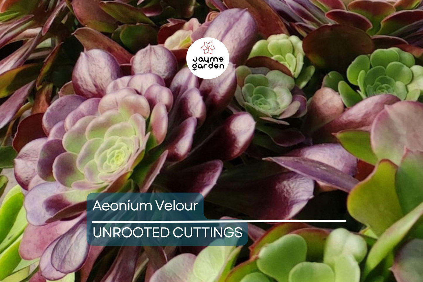 Aeonium Velour Cutting – 3" Head Diameter – Fresh Succulent Cutting for Propagation